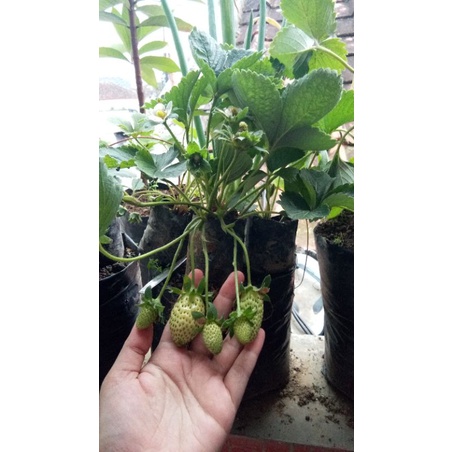 Bibit strawberry Jumbo Bali BERBUAH