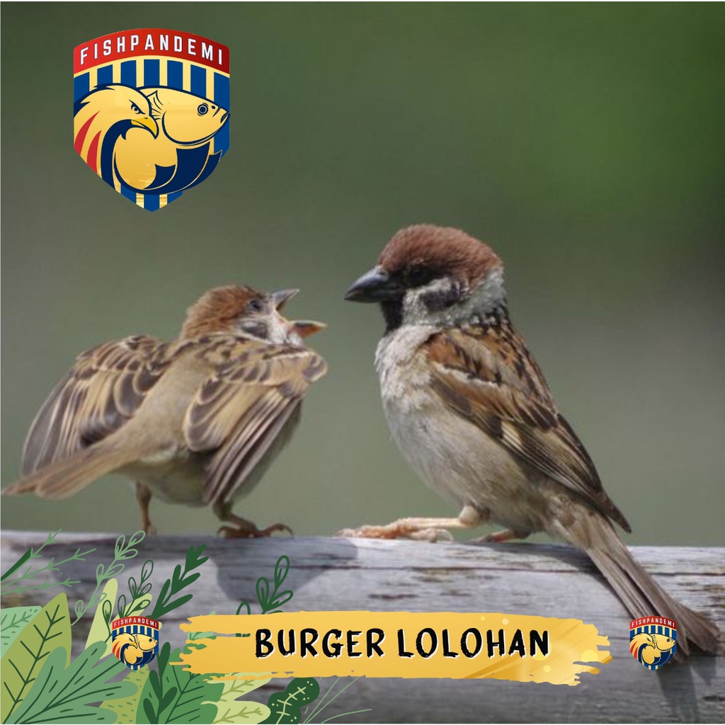 Anak Gereja Lolohan/Burger Lolohan untuk Masteran Murai Kacer