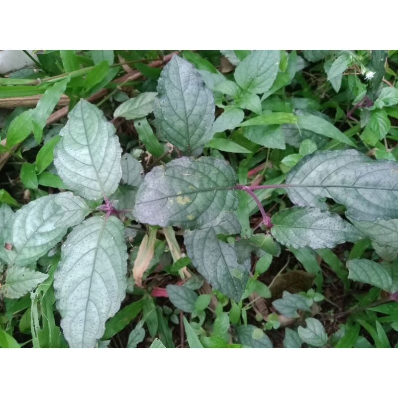 Bibit stek Daun Gempur Batu Obat herbal Batu Ginjal