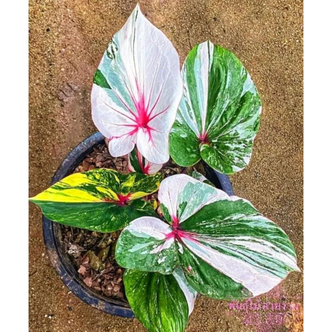 Caladium Seven Diamond trah mewah 1-3 Daun Tanaman Keladi Hias Murah Impor Thailand Import BUKAN bon