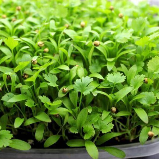 Benih Seribuan - 35 Bibit Microgreen Coriander Ketumbar Sprout Organik Unggul