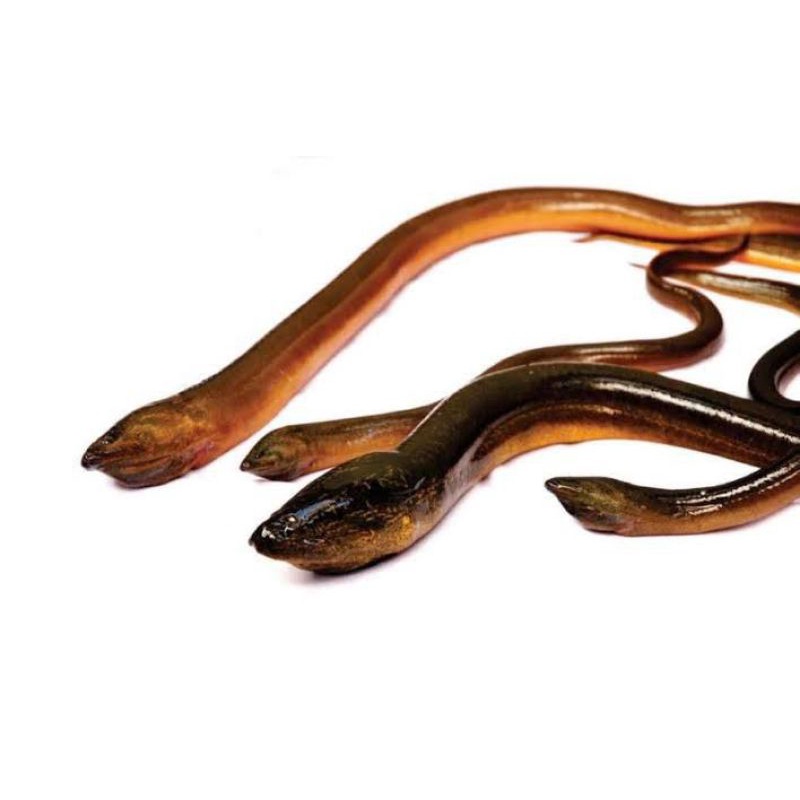 

Ikan Belut Hidup Fresh 1kg