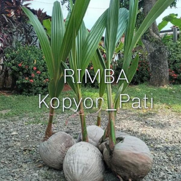 BIBIT KELAPA KOPYOR GENJAH ASLI PATI