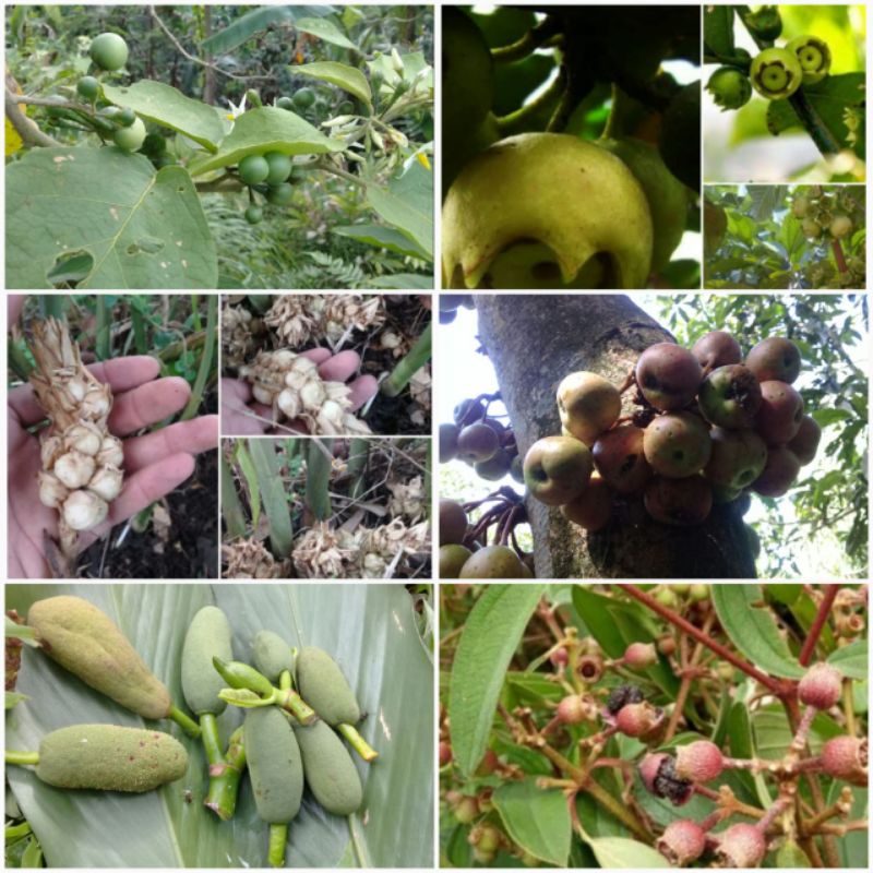 

Paket buah herbal segar (gondang, takokak, babal, jambu tangkalak, senggani, kapolaga)