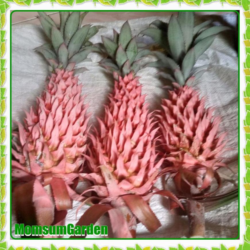 

DWWOI Nanas muda Nanas merah liar Nanas hutan 350 gram 87