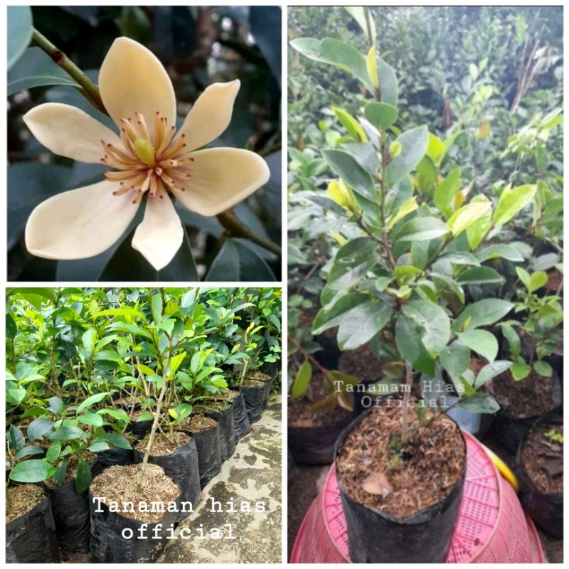 Tanaman Hias Bunga Cempaka Mulya