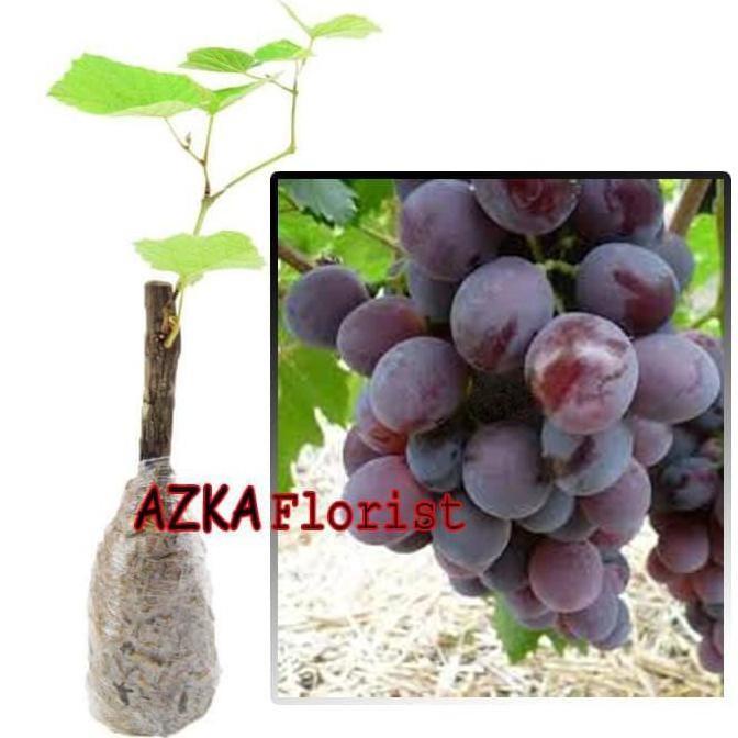 KWALITAS TERBAIK Bibit Tanaman Buah Anggur Import Ninel Tanaman Hidup