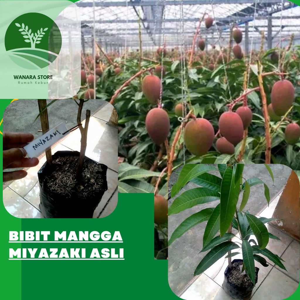 Bibit Mangga Miyazaki Original Cepat Buah