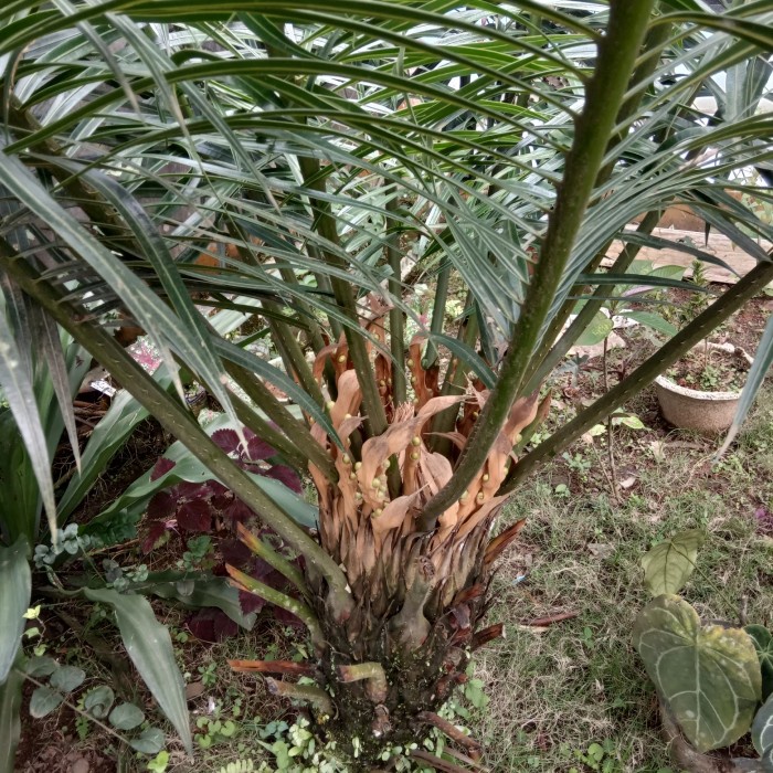 TANAMAN HIAS/PAKIS HAJI/PAKIS JUMBO