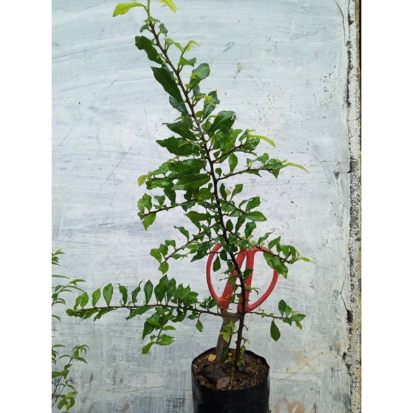 bibit tanaman serut mikro bahan bonsai