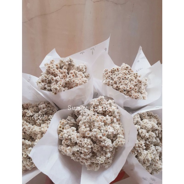 BUNGA EDELWEIS KERING/DRIED FLOWER