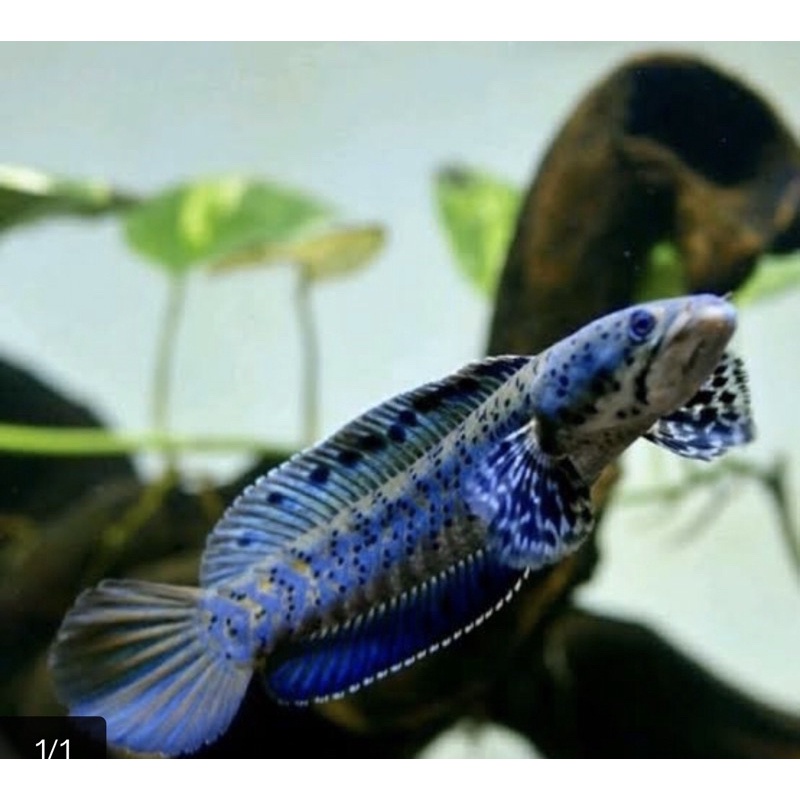 Chana Orna 6-7 cm kwalitas full dot