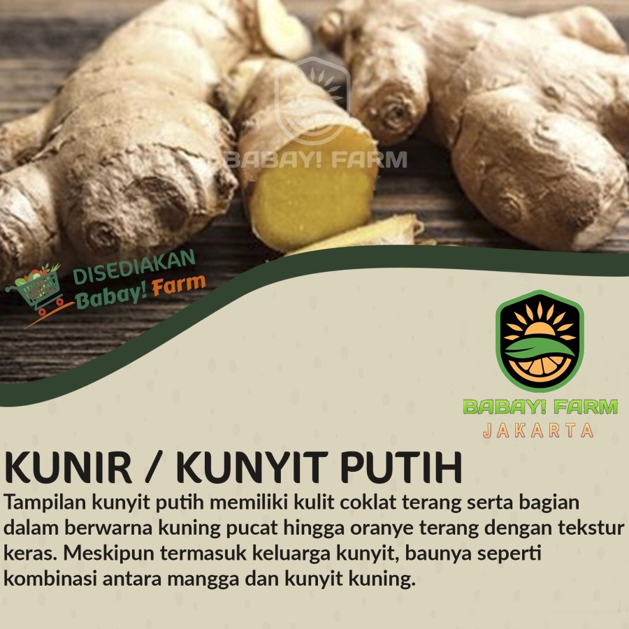 

Kunir / Kunyit Putih / Temu Putih