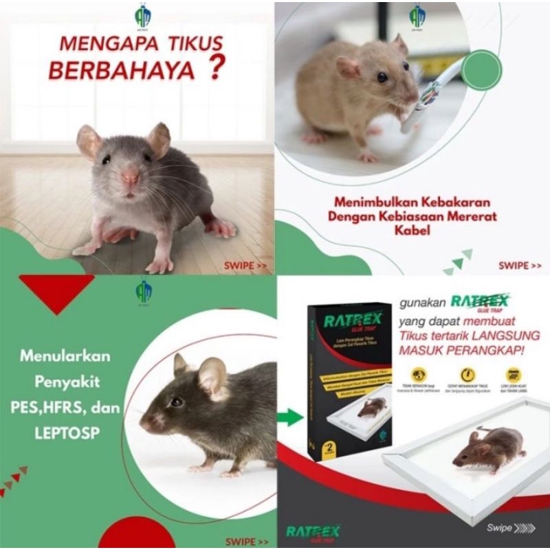 Lem Tikus RATREX isi 2 Pcs Perangkap Tikus/Jebakan Tikus Lem Tikus RATREX Super Lengket dan Kuat