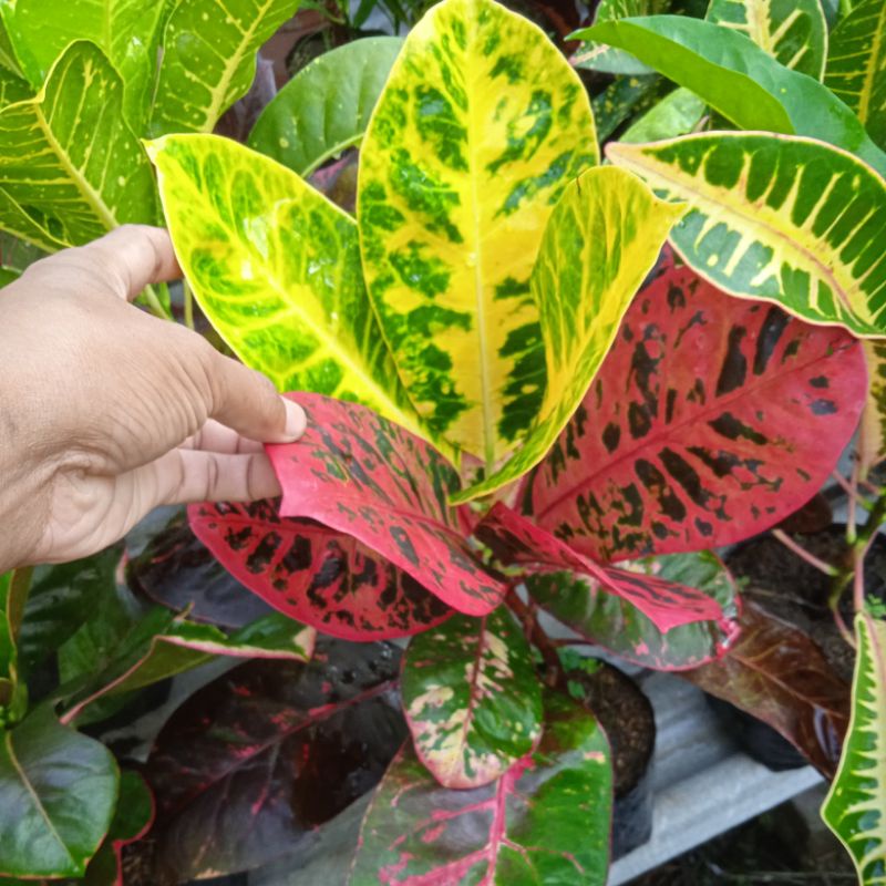 bibit unggul puring ayu ting ting murah berkualitas