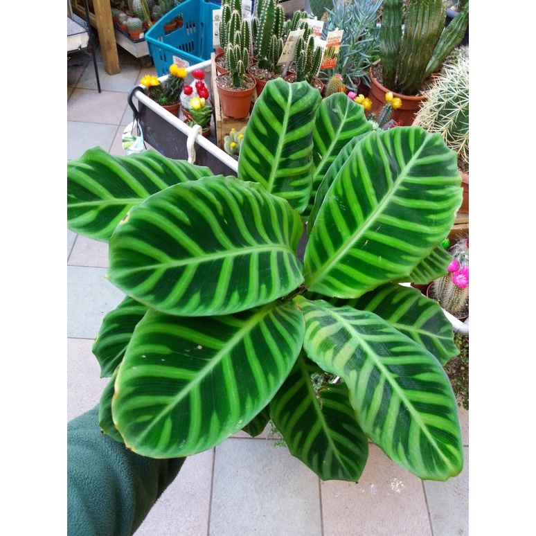 Tanaman Hias Calathea Zebrina Purple Rimbun/ Tanaman Hias Calathea Zebra/ Calathea Kipas Dewa