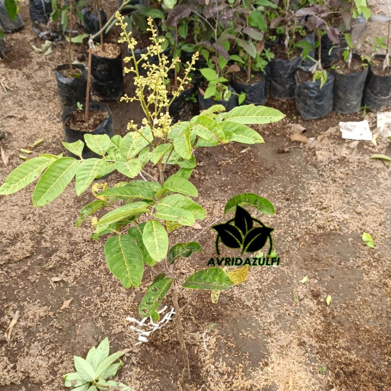 kelengkeng matalada berbunga tinggi 1 meter super