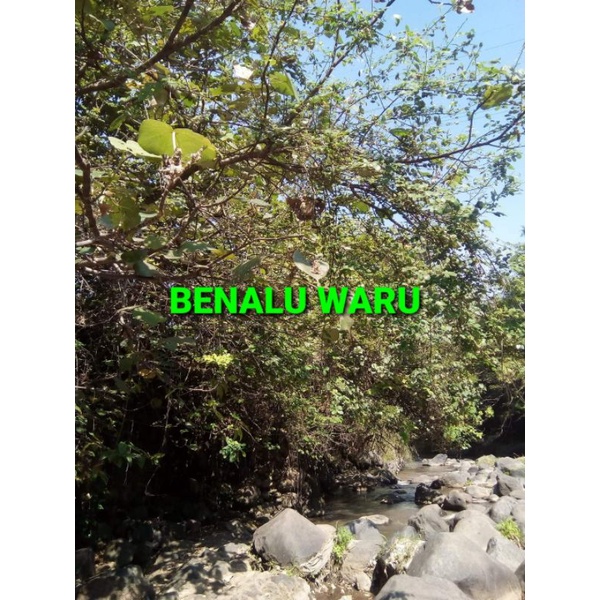 

DAUN BENALU WARU KERING 500 GRAM