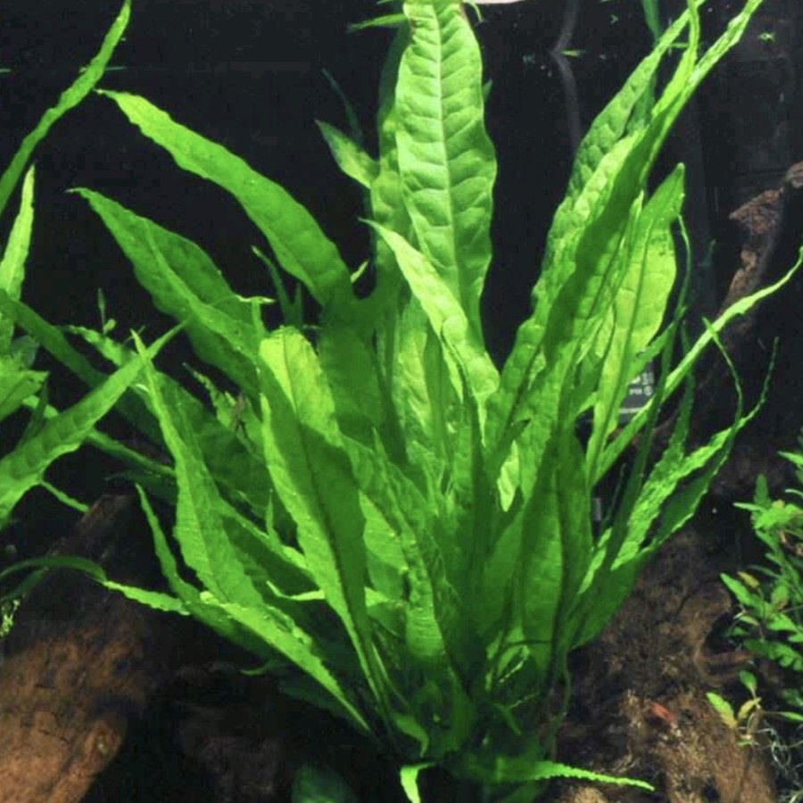 Tanaman Kadaka | Microsorum Pteropus | Tanaman Low Co2 Aquarium Aquascape | Kadaka Java fern narrow