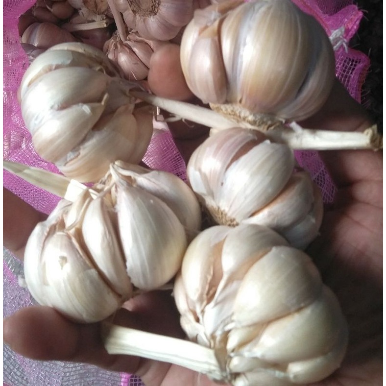 

Bawang putih Bersih Besar besar kemasan 1 Kg