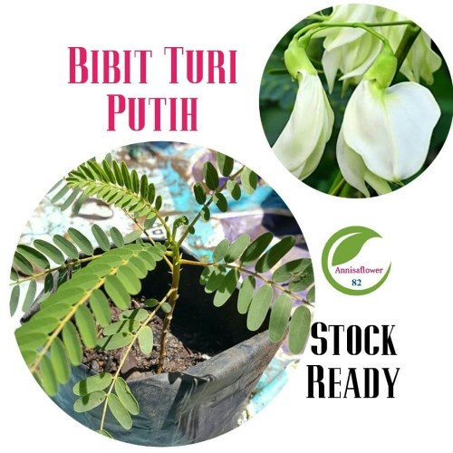 Bibit pohon Turi putih - Tanaman kembang turi herbal dan sayur masakan