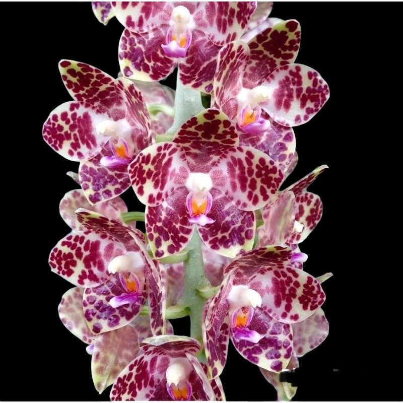 Anggrek Phal Gigantea jungle Kalimantan species asli hutan kalimantan