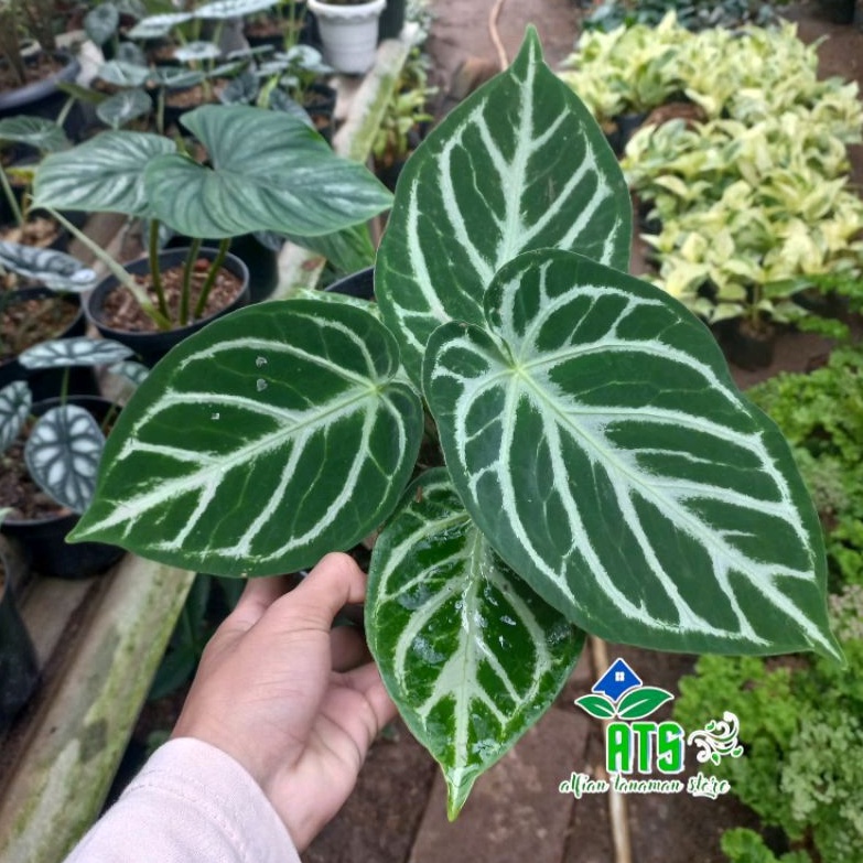tanaman anthurium dorayaki silver ukuran dewasa - anthurium dorayaki silver blush