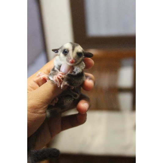 Sugar Glider Joey Classic Grey