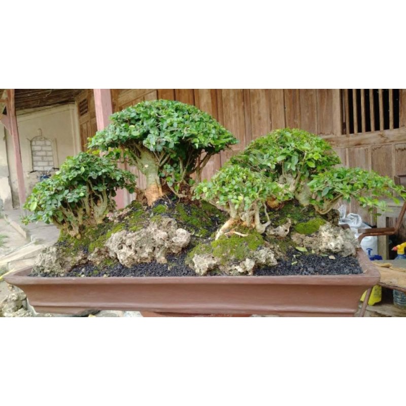 BONSAI SERUT JADI SIAP PAJANG