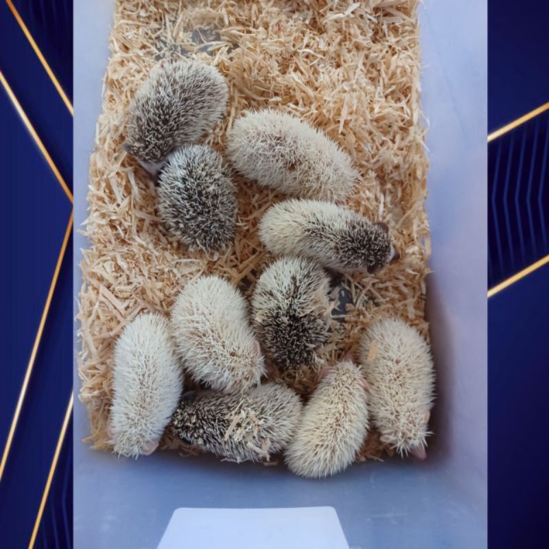 Landak mini anakan jenis albino,pinto,saltpaper,tobiano,cinnicot dll + bonus