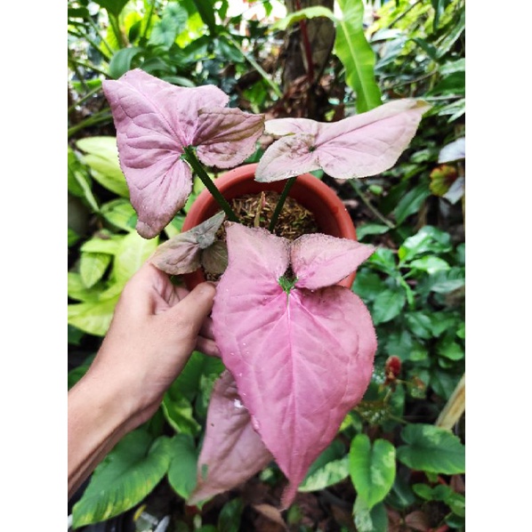syngonium pink perfection
