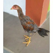 Ayam Plucker USA INDONESIA