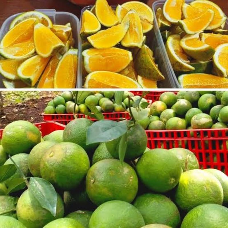 Jeruk Baby / Jeruk Manis Malang / Jeruk Peras