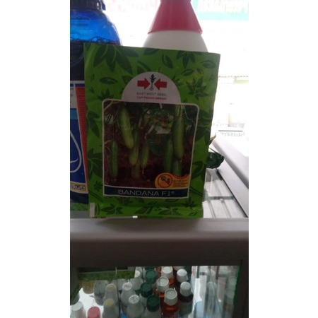 Benih Timun Bandana F1