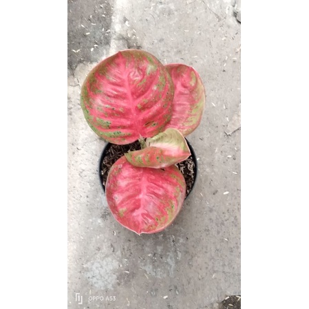 aglaonema_wulandari