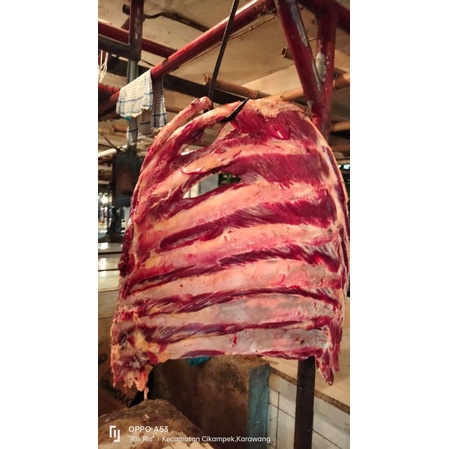 

tulang iga lokal/ iga RIB