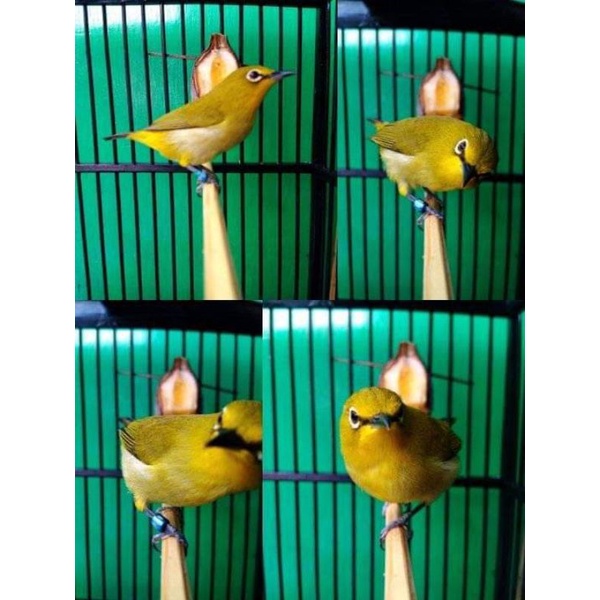 PLECI DAKUN JANTAN PILIHAN (rawatan)