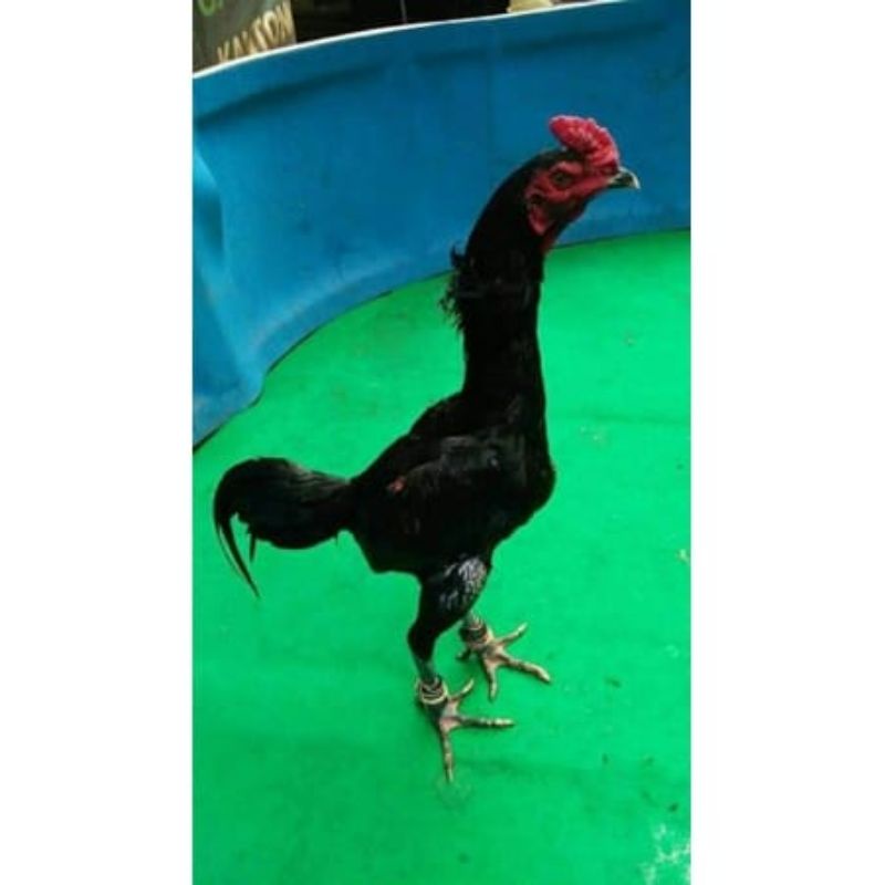 

Telur Ayam Blackbull X Blackbull BL Brakot Brutal