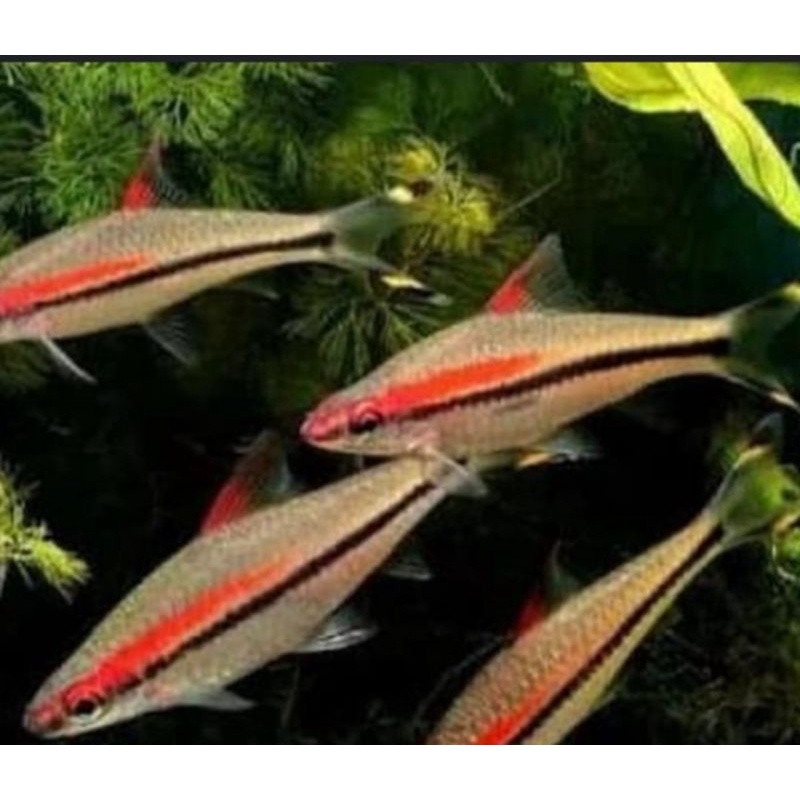 hiasan aquarium ikan denisoni paket 5