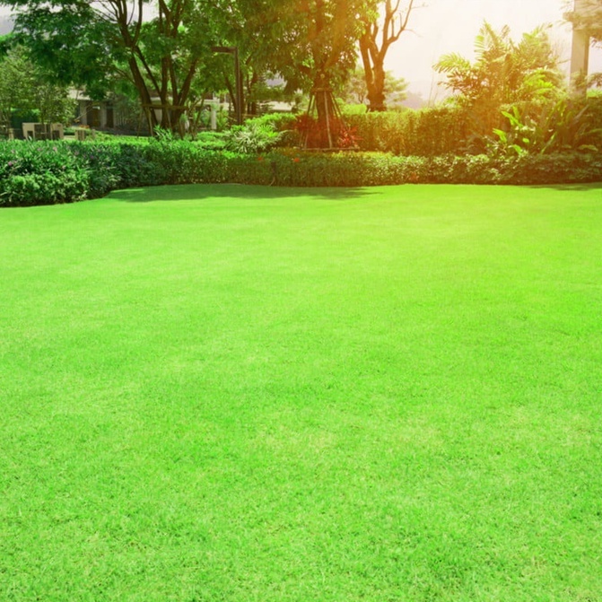 Benih Seribuan - 200 Bibit Rumput Jepang Bermuda Grass Seed