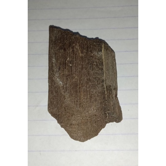 fosil kayu kelor sudah membatu