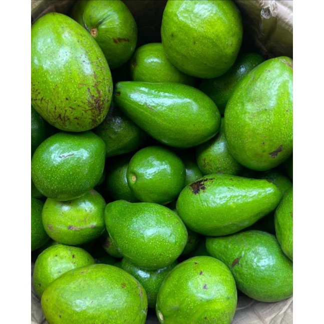 

ALPUKAT MENTEGA LAMPUNG