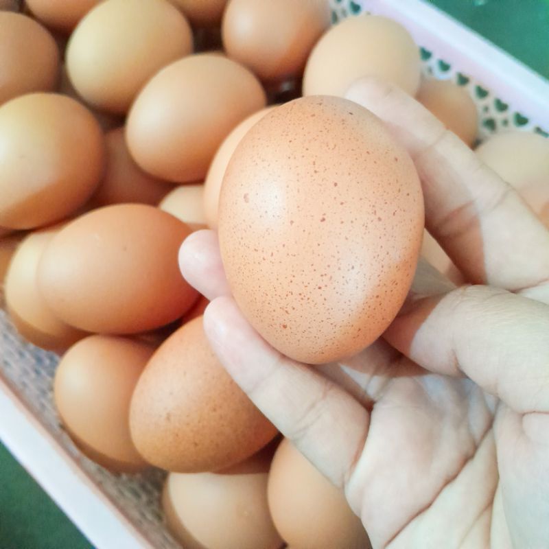 

10 BUTIR TELUR AYAM NEGERI / TELUR AYAM / TELUR AYAM KOTA / TELUR AYAM