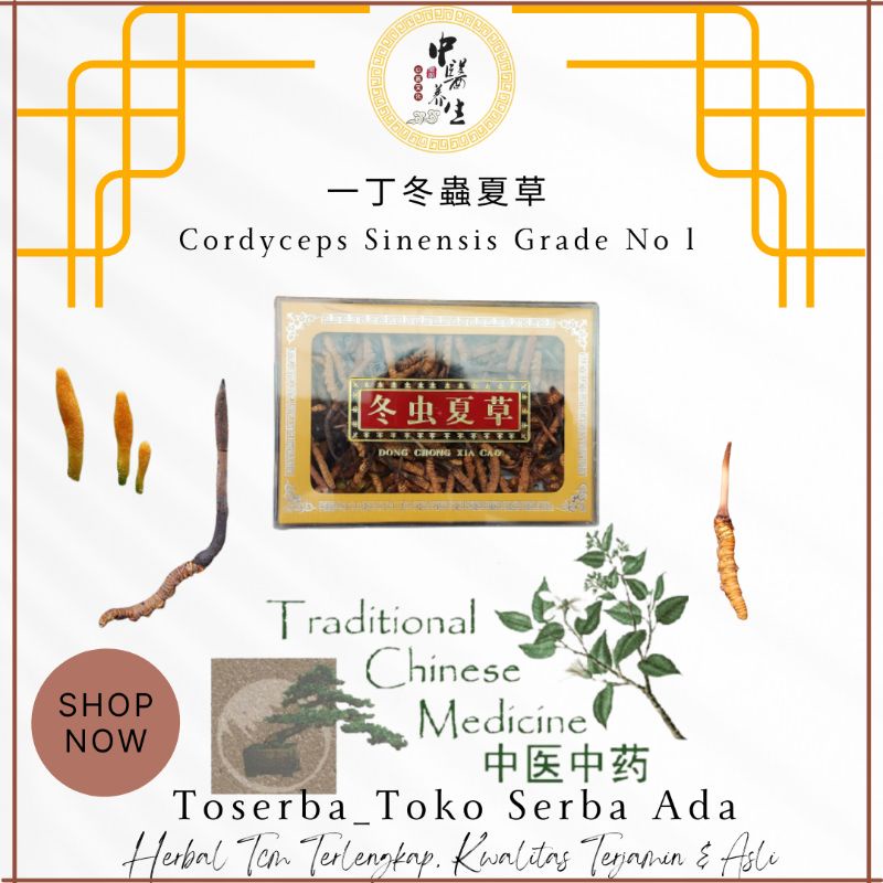 

1 Tael Yi Ding Dong Chong Xia Cao 一丁冬蟲夏草 Cordyceps Sinensis Yartsa Gunbu Jamur Ulat Grade A No 1