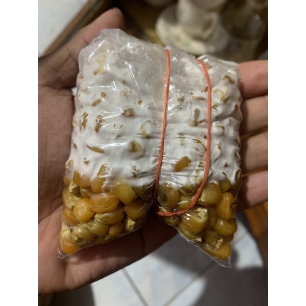 Bibit F2 jamur tiram