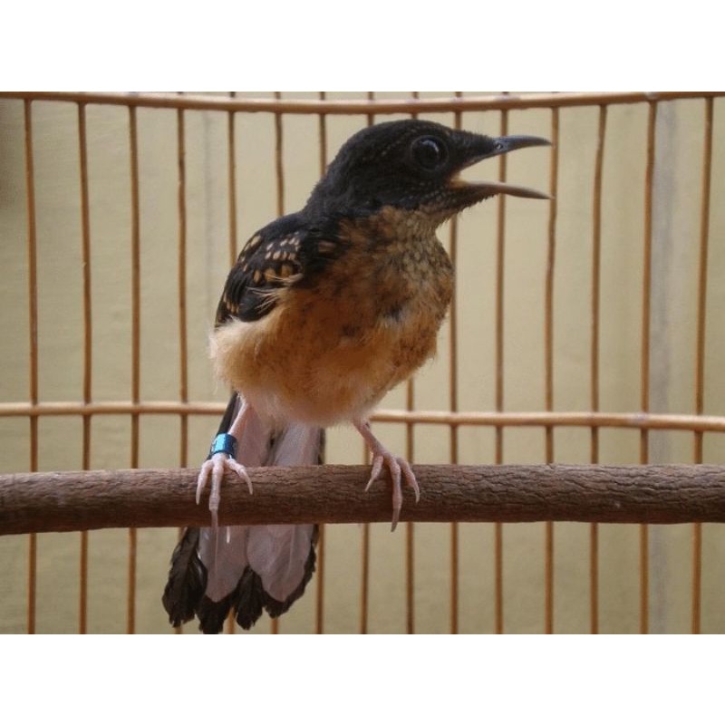 Murai Batu Medan Trotol (Garansi Jantan) Ring APBN + Sertifikat