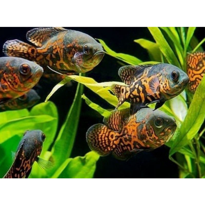 aquascape oscar batik baby