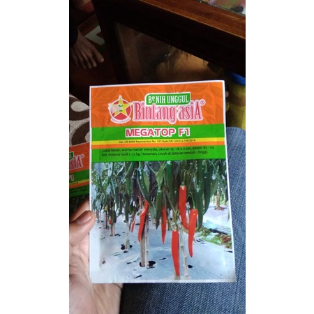 benih cabe besar hibrida MEGATOP 10gr