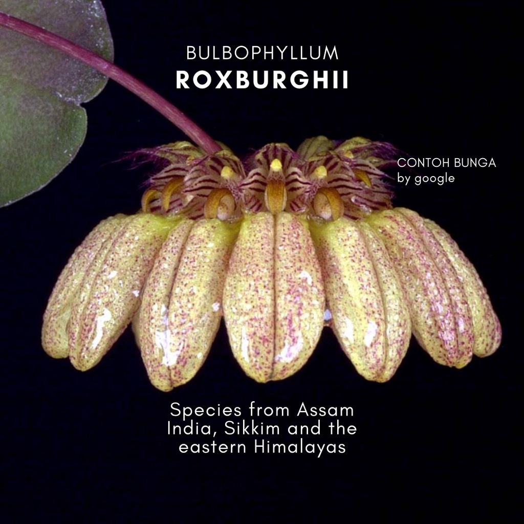 Bulbophyllum Roxburghii