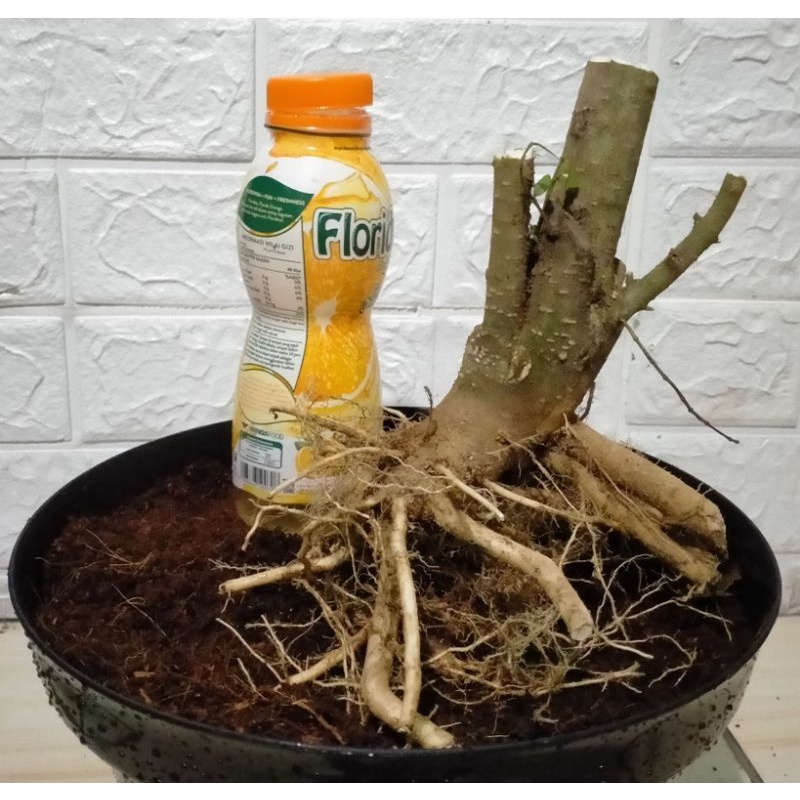 bahan bonsai anting putri dongkelan besar cabang